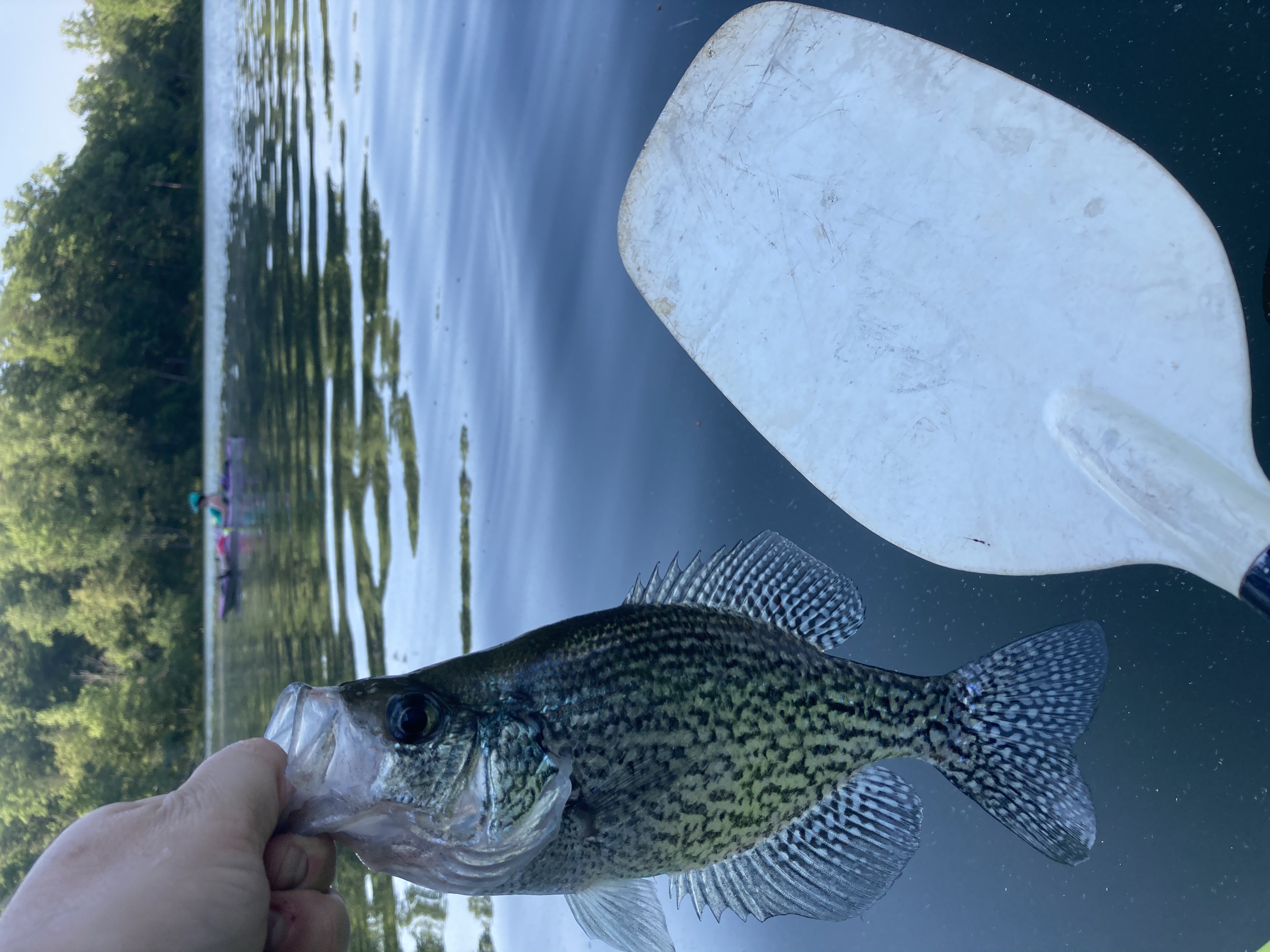 an image of a crappie with a paddle for scale